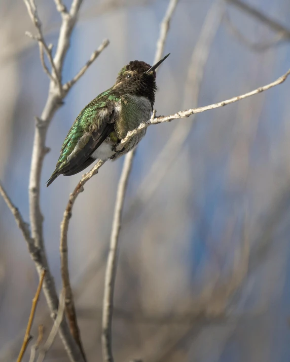 green and black hummingbird perched on a nch