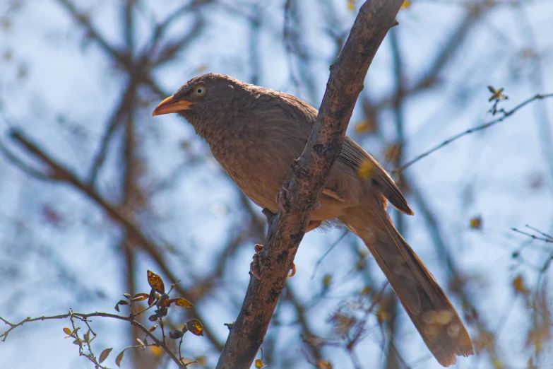 a brown bird sitting on top of a tree nch