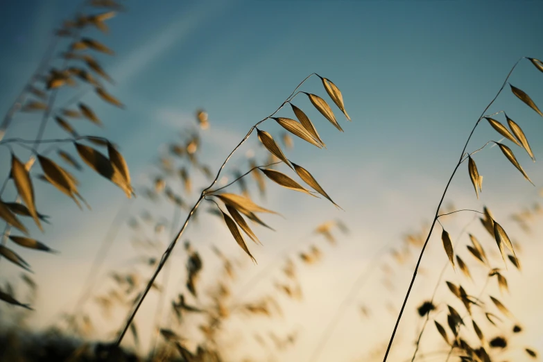 there are very tall grass moving in the wind