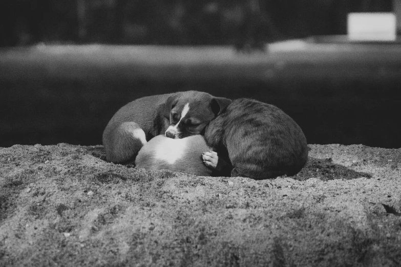 a cat and a dog on sand on a sunny day