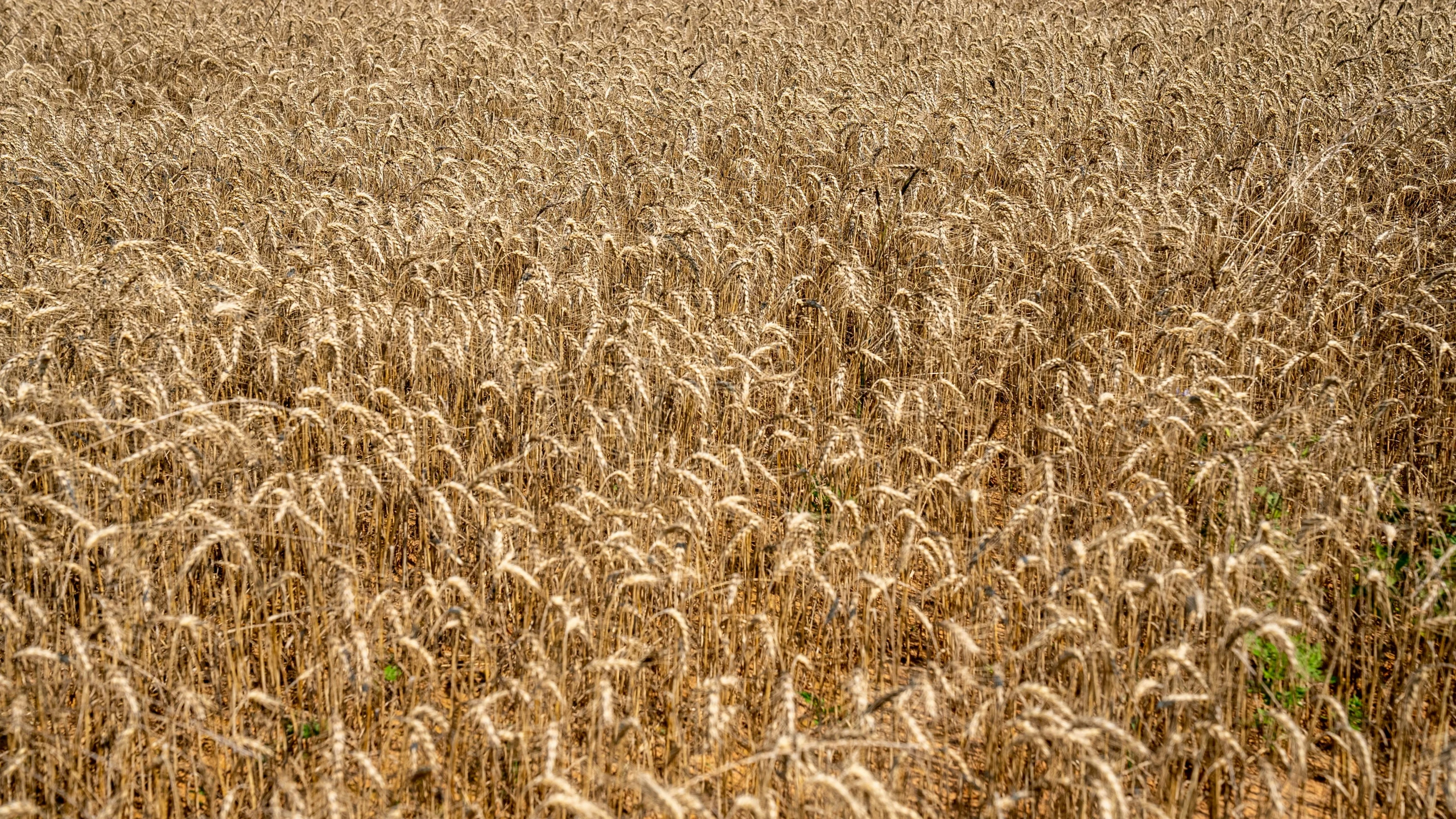 a brown farm field with a sky view