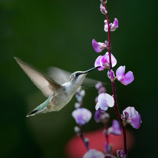 a hummingbird hovering close to the stem of a purple plant