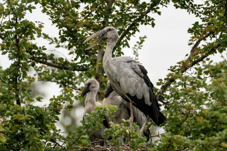 a group of birds perched on top of a lush green tree