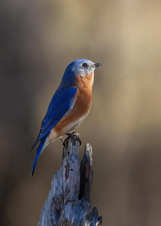 there is a blue bird sitting on the twig of a wooden post