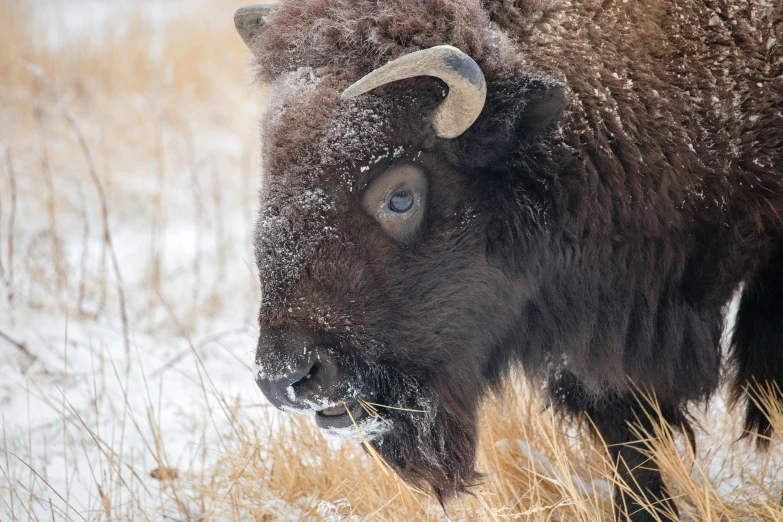 the bison with horns is standing in the snow