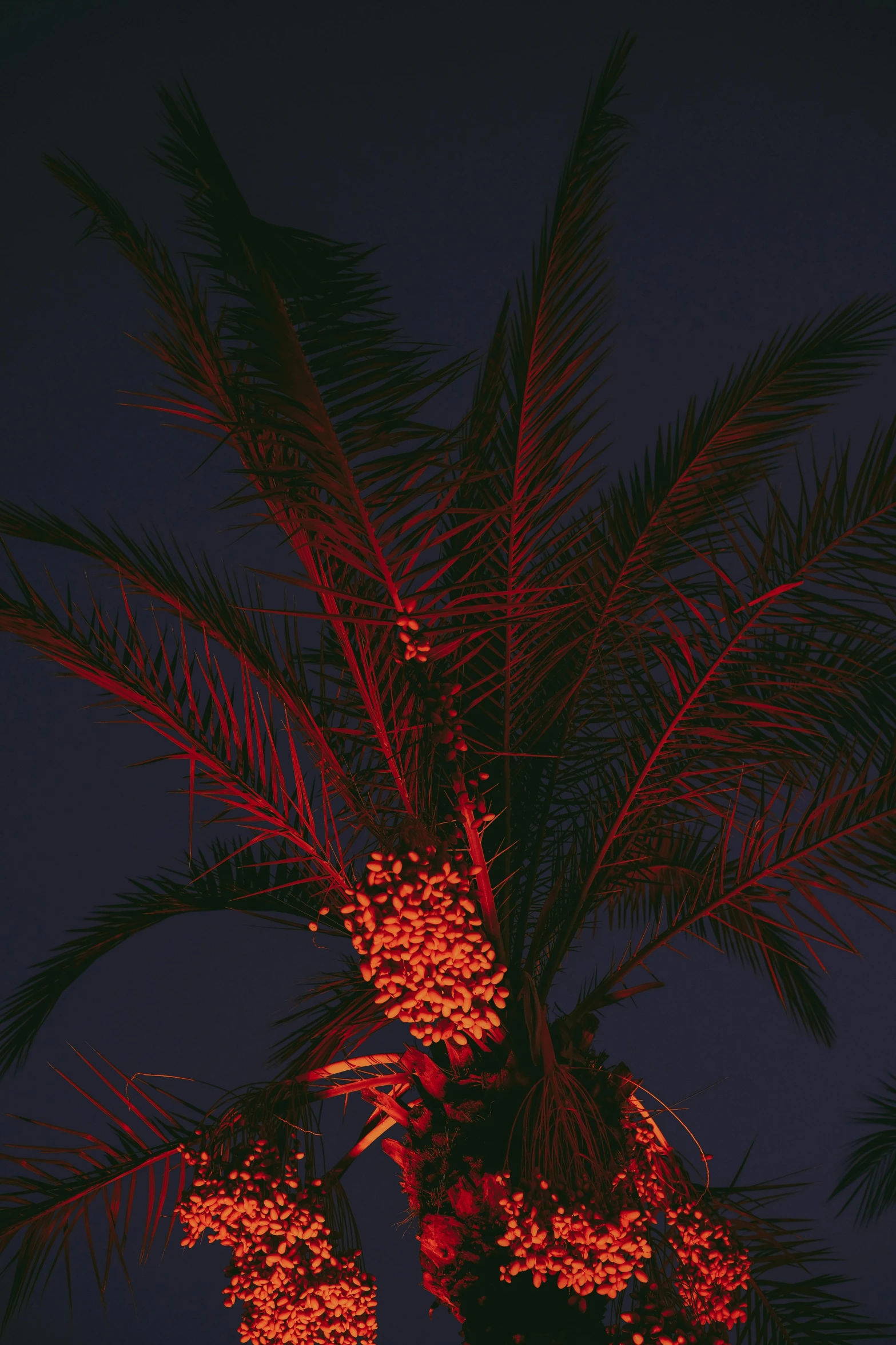 trees with glowing red leaves are lit up at night