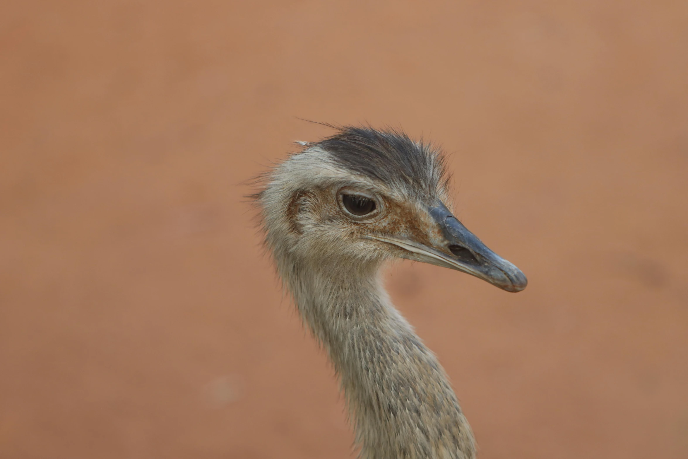 the bird is standing by the wall with it's head tilted