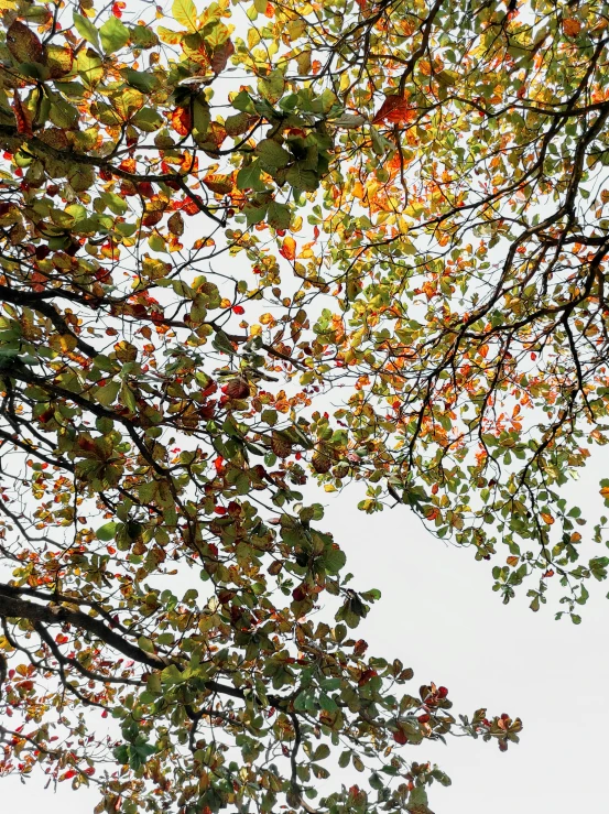 a couple of birds flying through the sky under trees