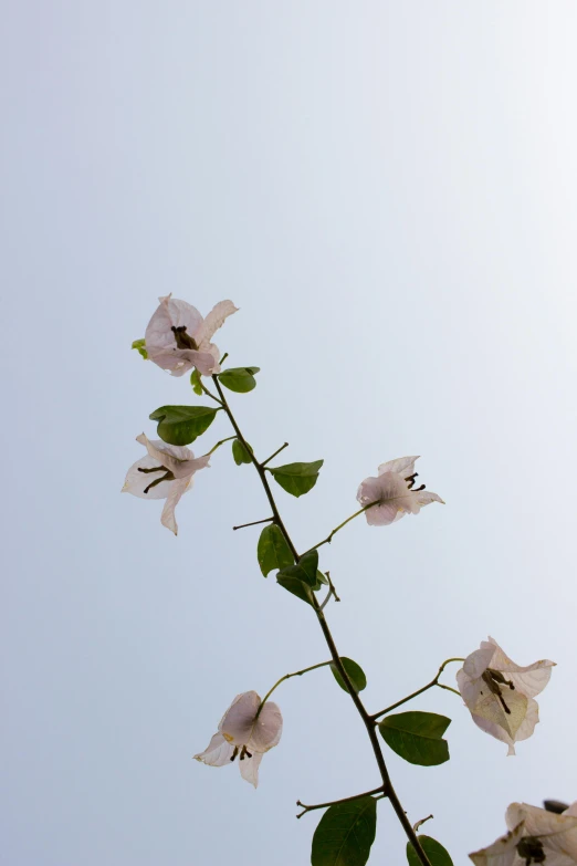 flowers with green leaves on a stem are in the sky