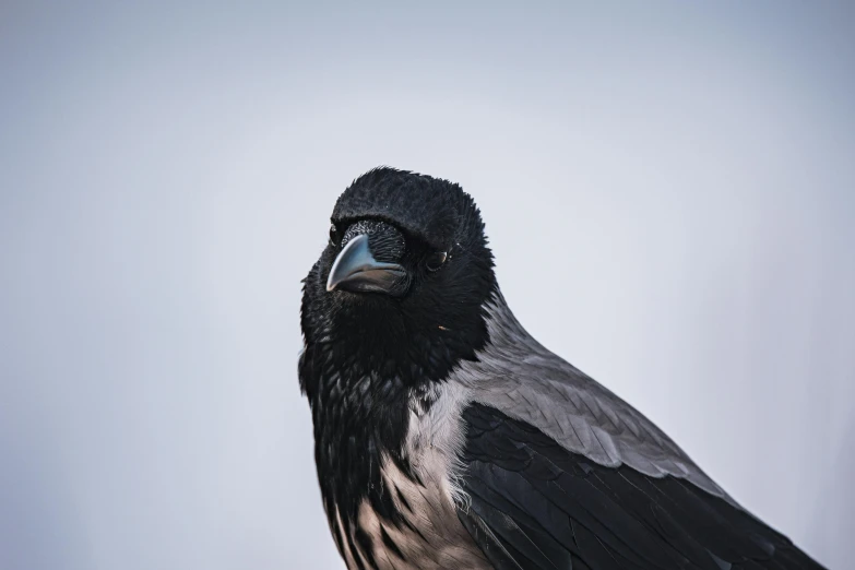 a black bird with a black and gray bird on its head