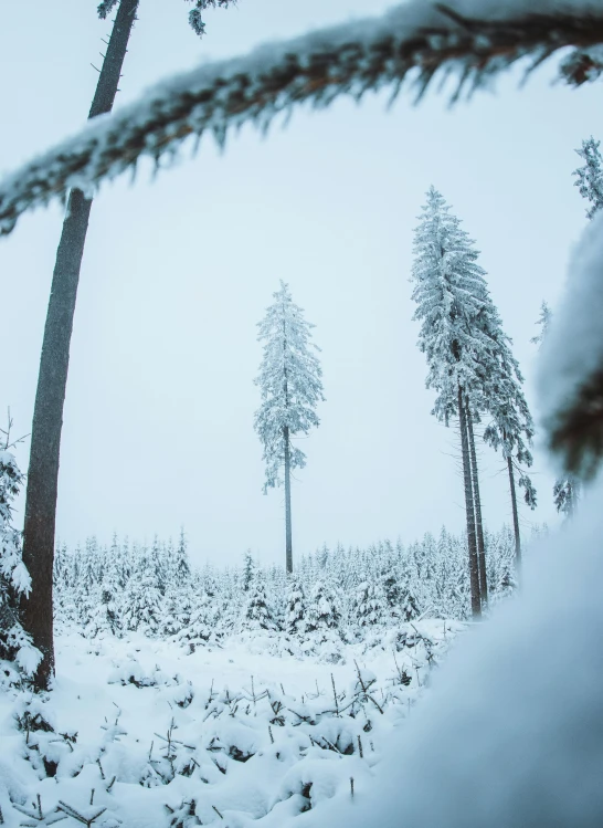 a large tree standing in the middle of a forest