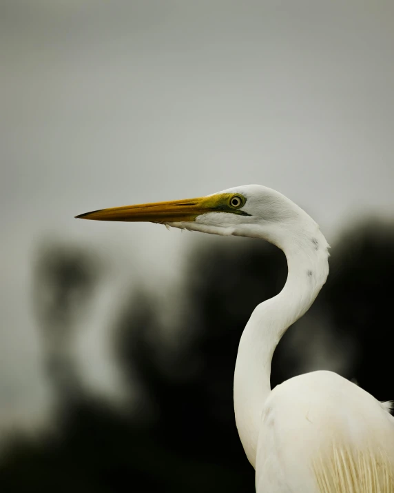 a white bird with a yellow neck is standing near trees