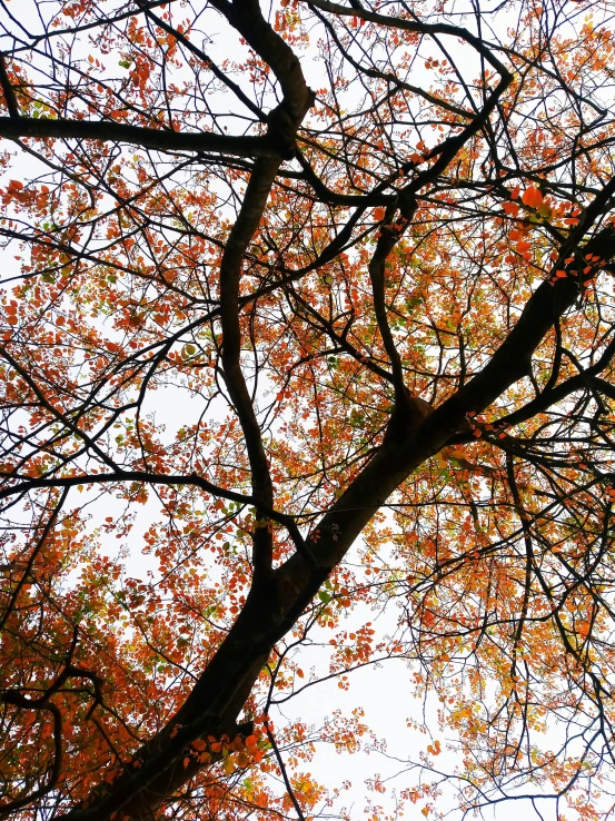 a tall tree with many nches under it