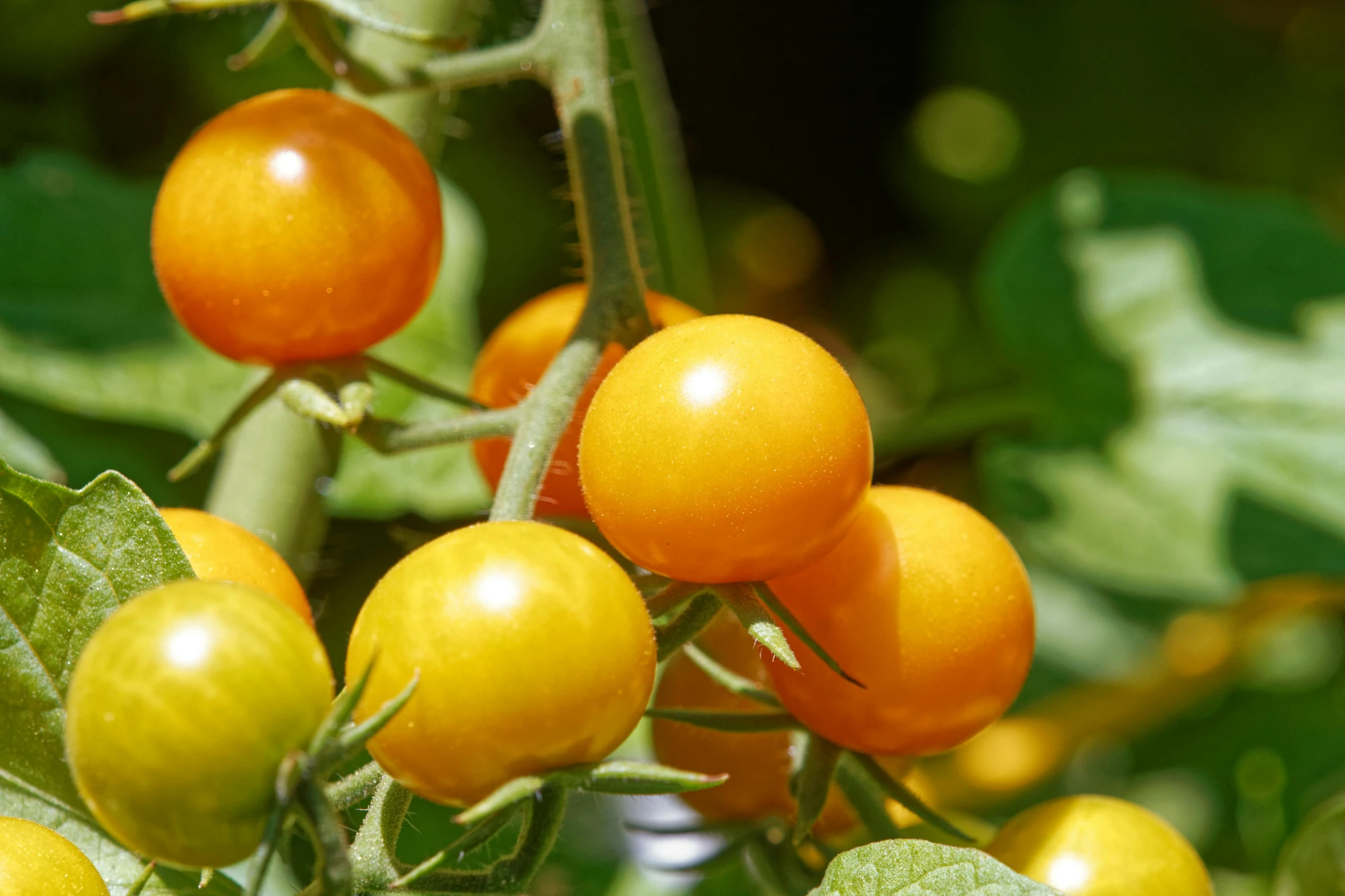 a bunch of ripe yellow tomatoes on the tree