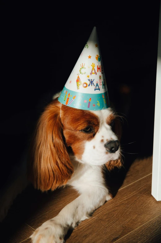 a small dog with a birthday hat on laying on a floor
