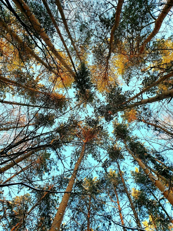 looking up at tall trees and blue sky from below