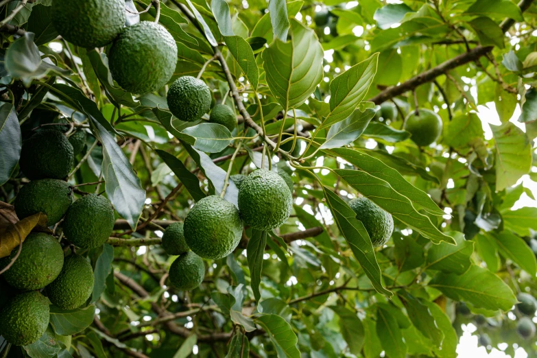 a tree that has some green fruit on it