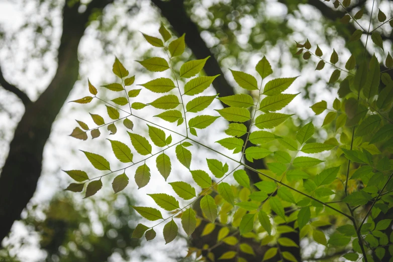 the leaves are hanging in the tree, which seems to be spring