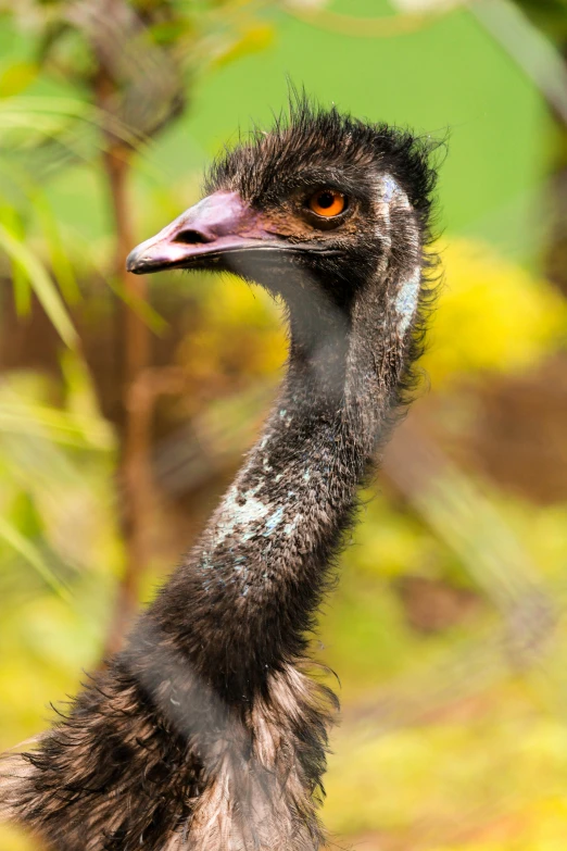 an emu stares out its beak while walking