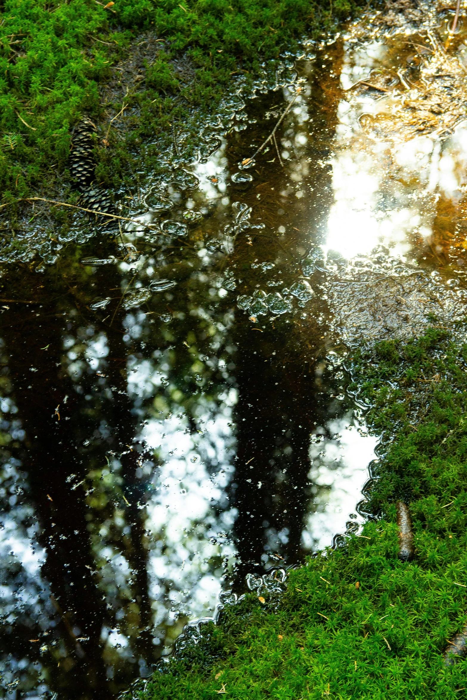 a large dle of water in the middle of a park