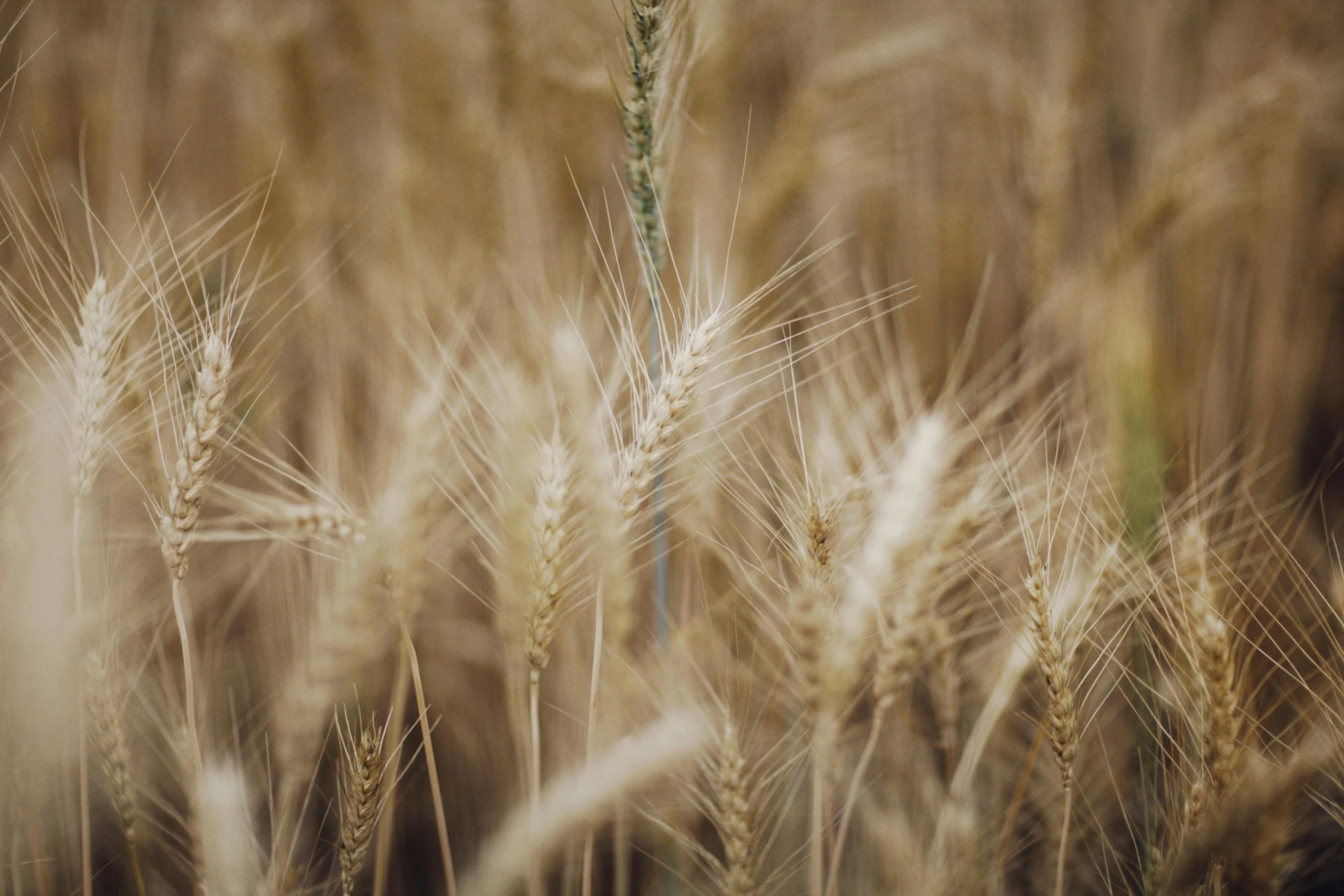 a close up of wheat seeds in a field