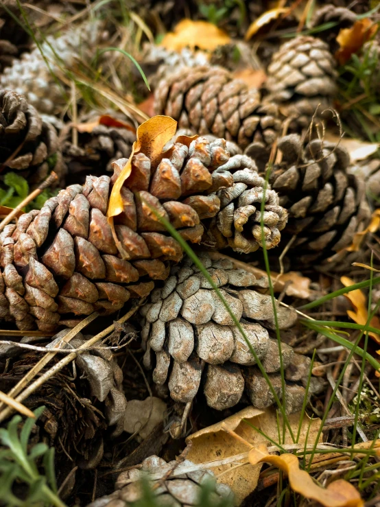 pine cones with brown leaves on the ground