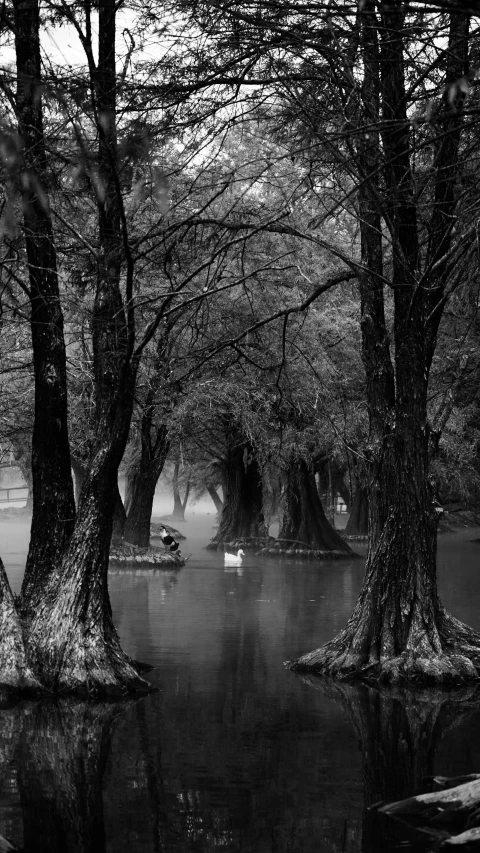 black and white po of trees in a forest