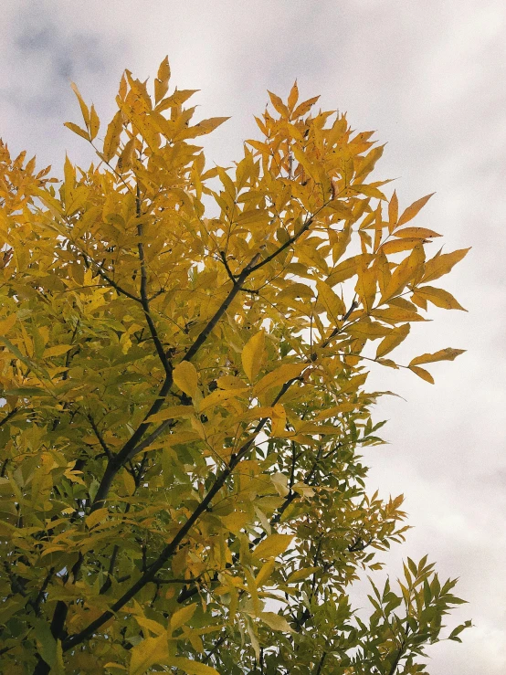 a tree has yellow leaves in autumn