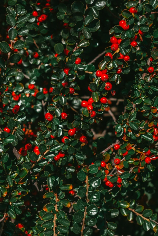 a close - up of a small tree with many red berries