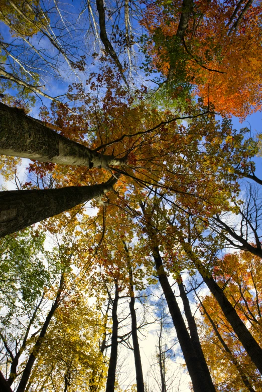 the trees are changing colors and the leaves change