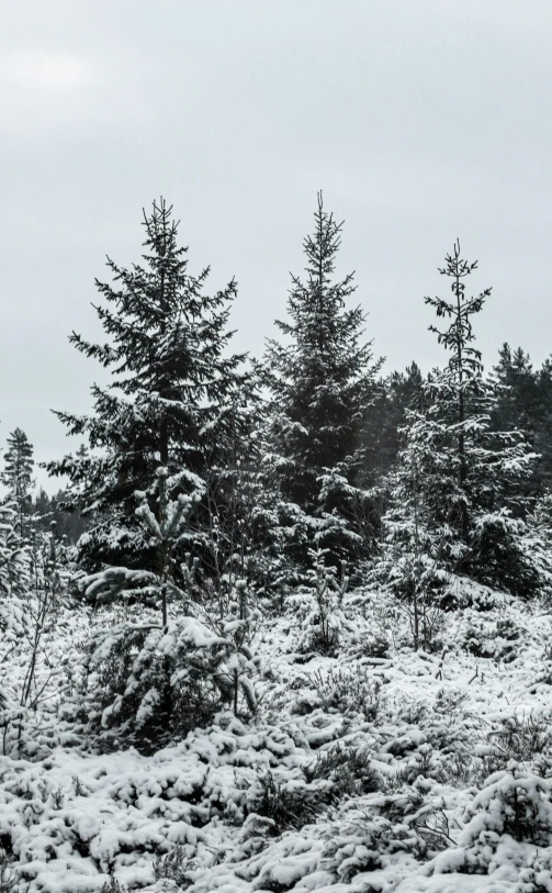 some snowy fir trees and one snowboarder standing on a hill