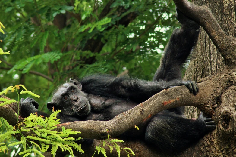 a close up of a gorilla on a tree