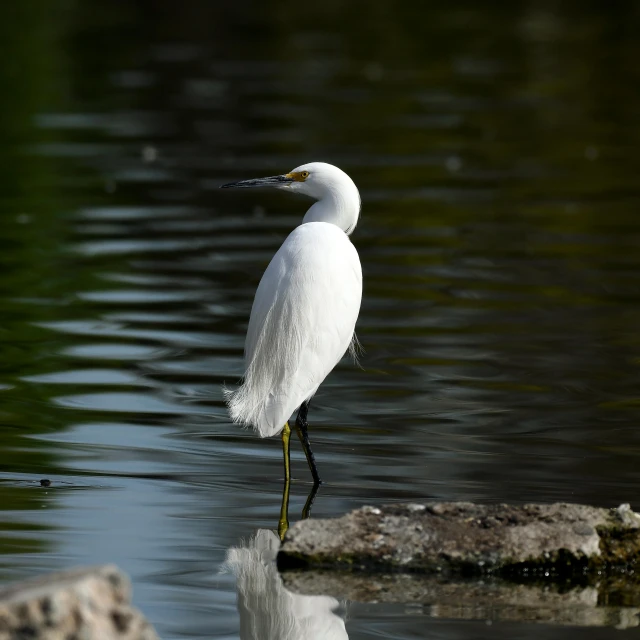 the egret stands on a rock in the water