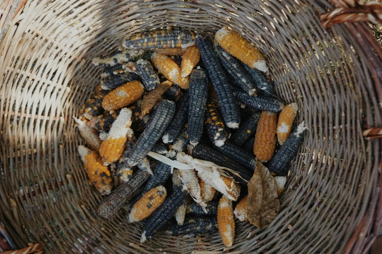 an overhead view of a bowl full of dried corn