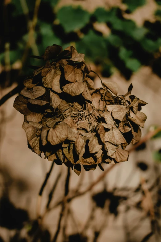 an arrangement of dead flowers on the ground