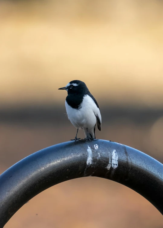 the bird is standing on the edge of the rim