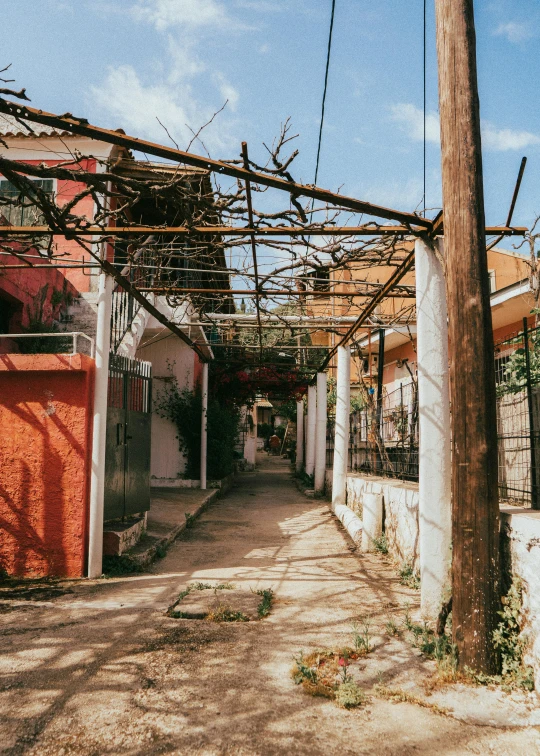 an alleyway with vines on one side and no cars on the other