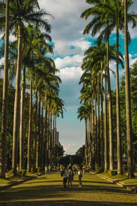 a group of people standing in a forest between tall palm trees