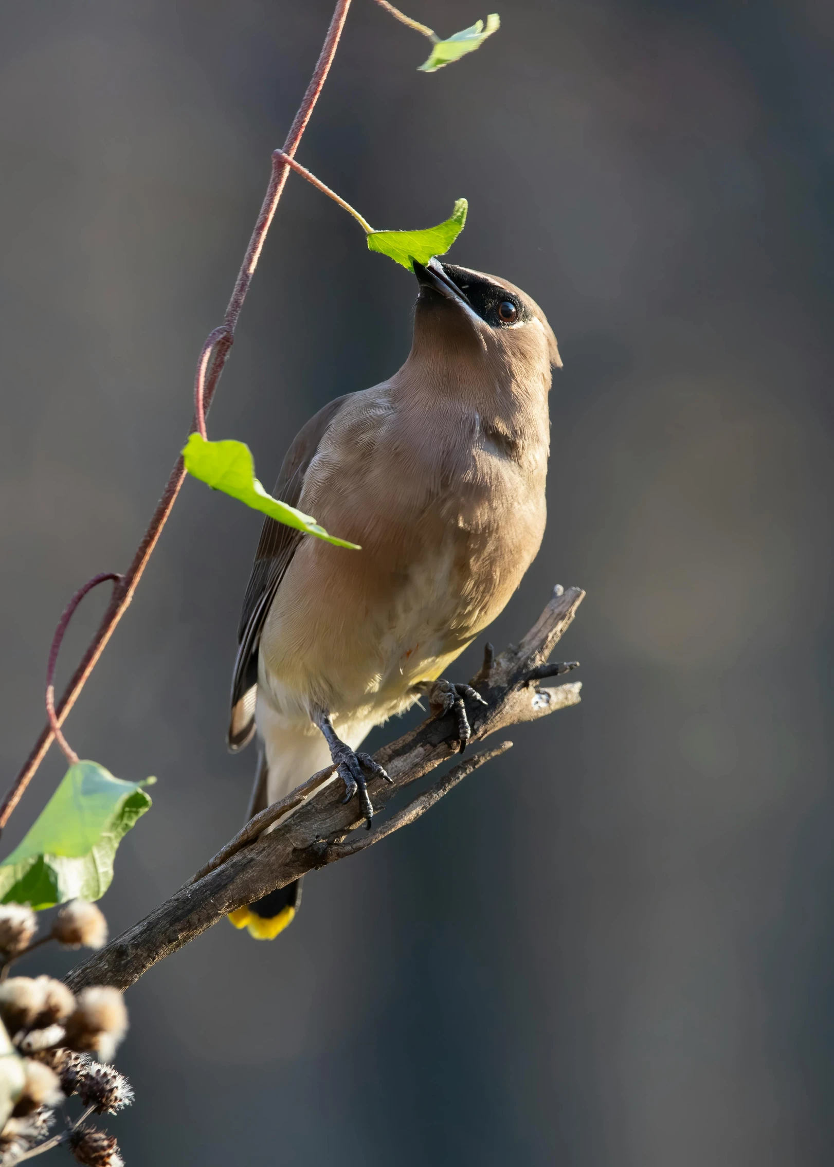 a bird is perched on a nch with green leaves