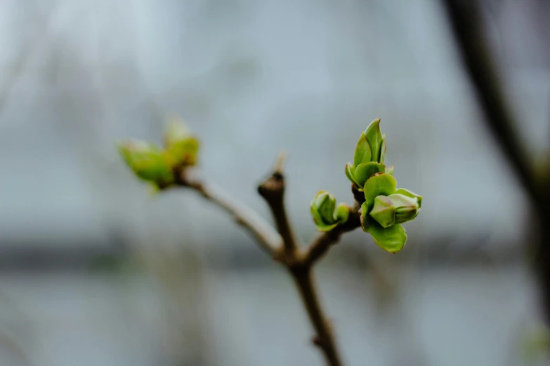 a tree with little green buds is seen through the nches