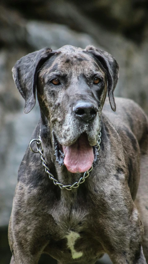 a close - up of a dog with a chain around his neck