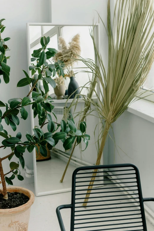 two green plants sitting on top of a metal chair