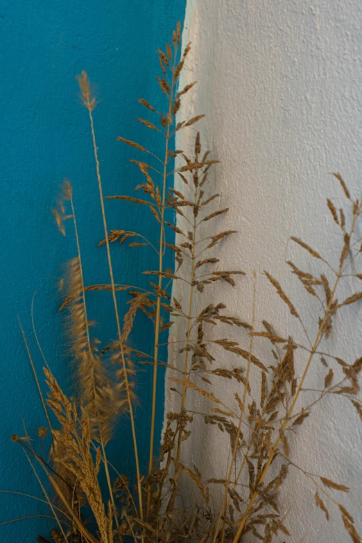 some tall thin plants by a white wall