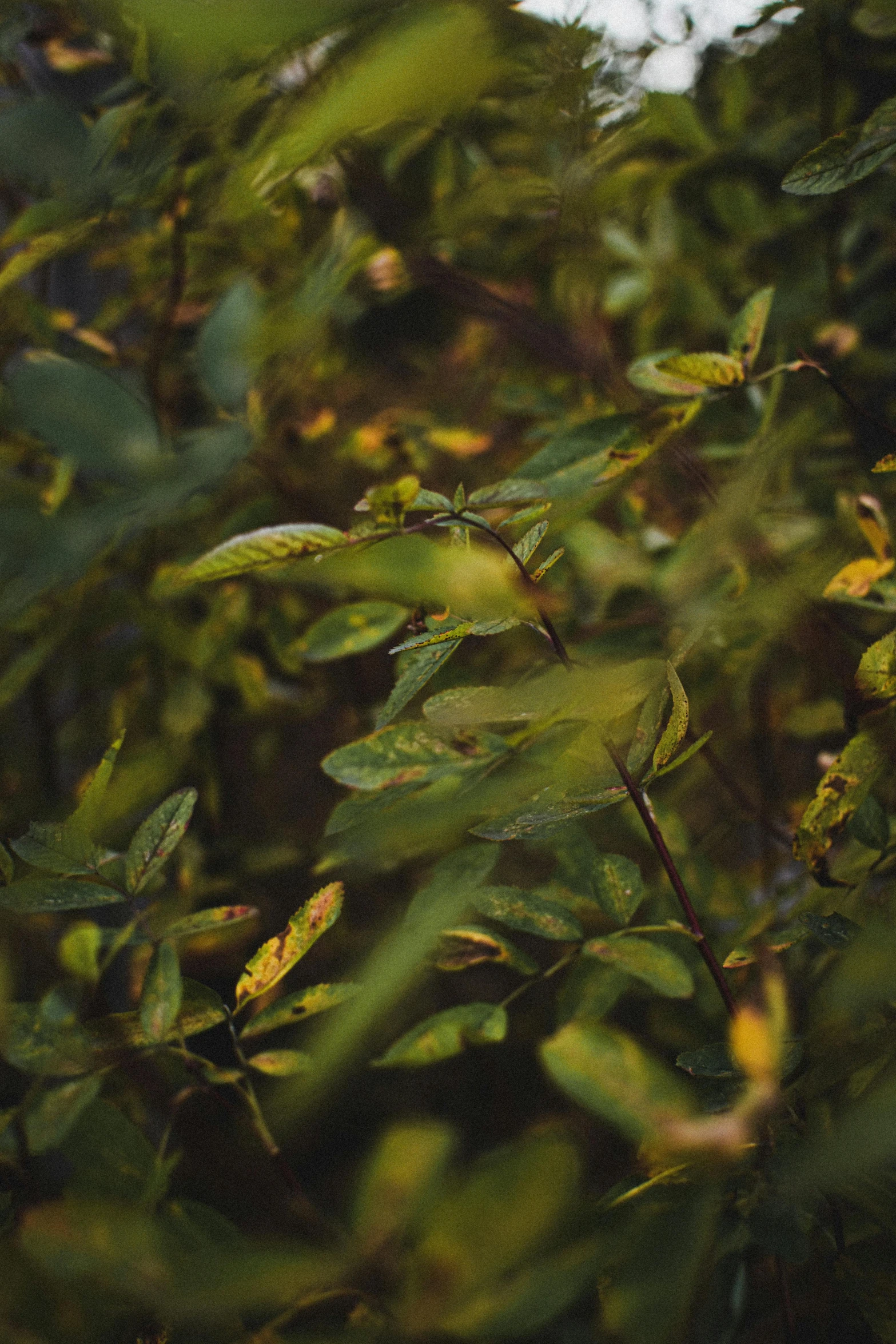 a blurry image of trees leaves and nches