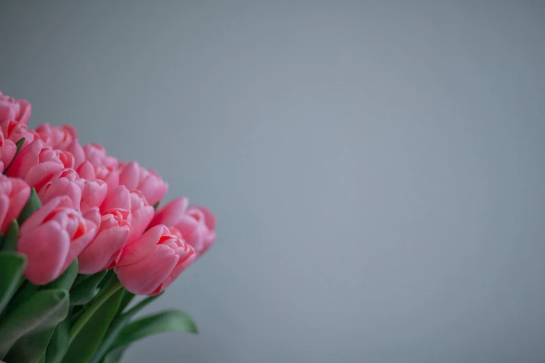 pink tulips are in a white vase on the table