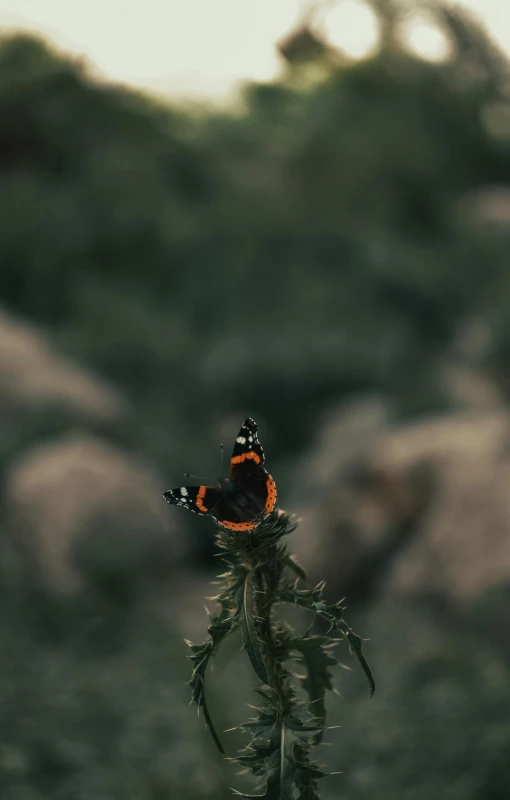 a erfly is sitting on a plant next to rocks