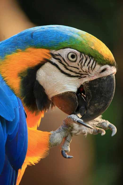 a very colorful parrot perches on a nch