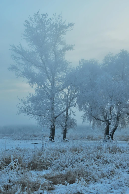 snow covered trees are on the open field