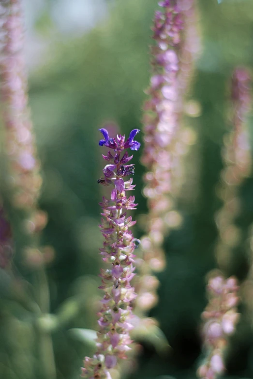 pink flowered stems in blurry sunlight by a bush