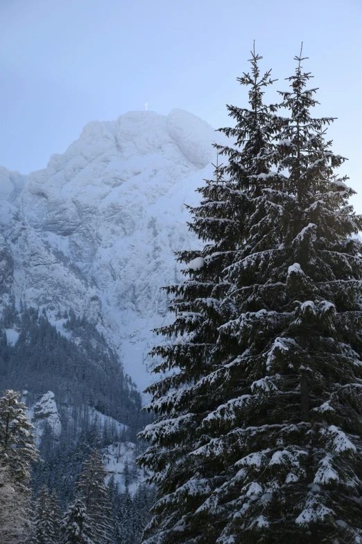 snowy trees and a mountain range with some snow